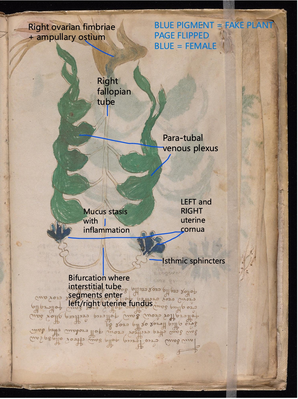 Labelled diagram of Folio 10v